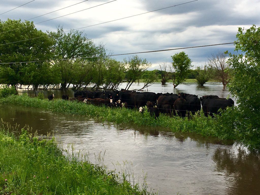 12th St NE and N Florida cows 1.jpg
